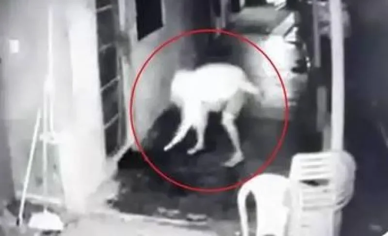 Vídeo mostra homem incendiando “cabaré” em Corumbiara; dona do estabelecimento comenta o ataque