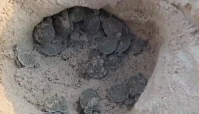Cheia do rio Guaporé causa morte de filhotes de tartarugas em Rondônia