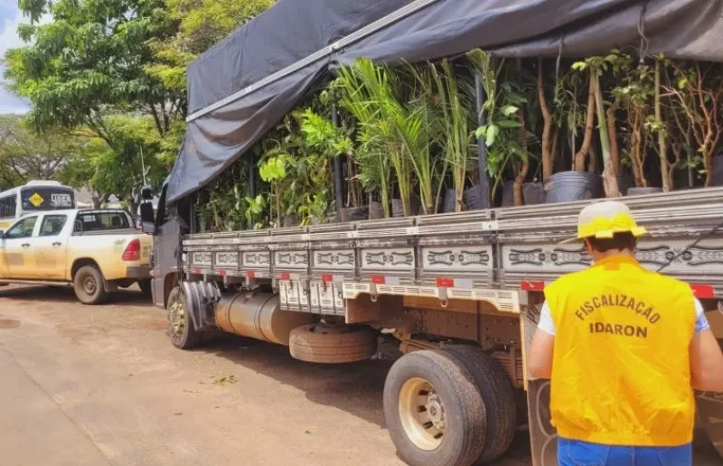 Idaron reforça fiscalização e alerta para perigo de mudas sem certificação em Rondônia
