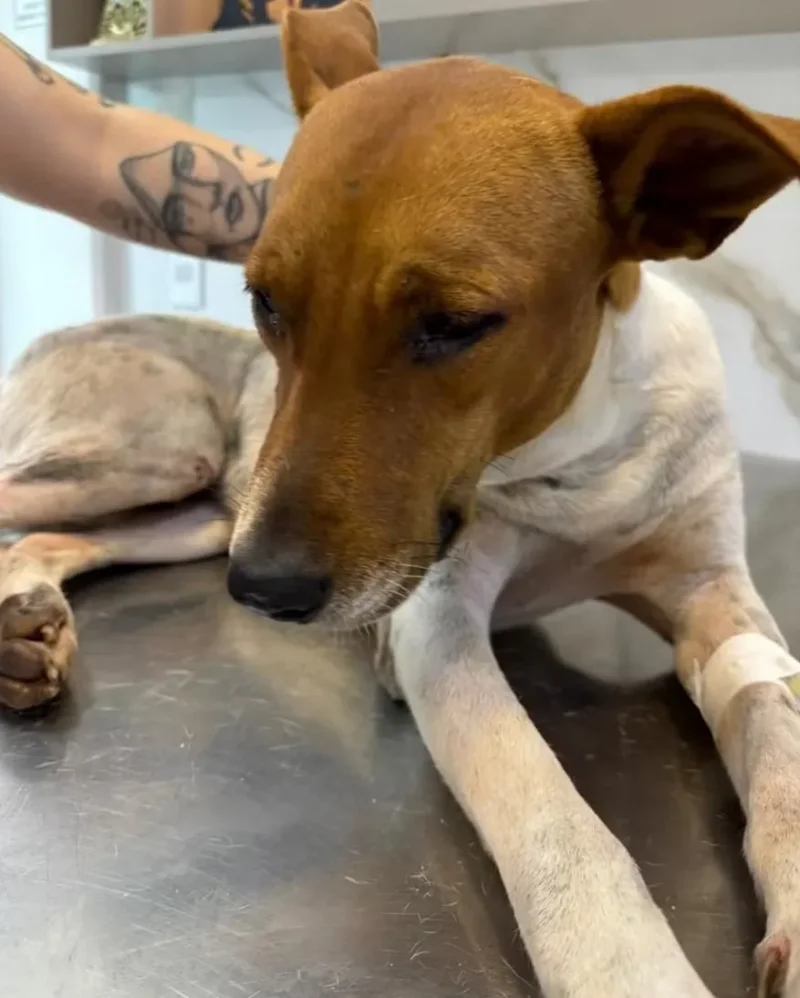 Cachorro comunitário morre após sofrer agressão em Cacoal; polícia investiga o caso