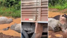 Caminhão carregado de gado tomba na zona rural de Seringueiras; animais morrem