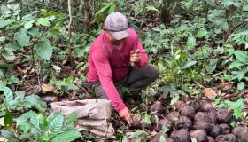 Castanha-da-Amazônia fortalece economia durante a safra 2026 nas Reservas...