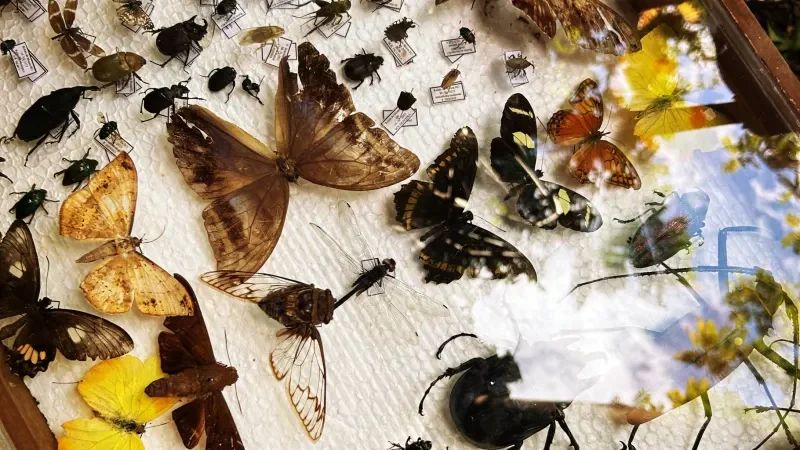 Foto 8 da matéria: Ecoporé retoma atividades do Jardim Sensorial com novidades e conexões entre crianças e a natureza