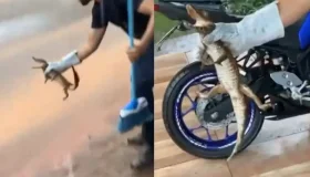 Filhote de jacaré é capturado em frente a oficina de motos em Rolim de Moura
