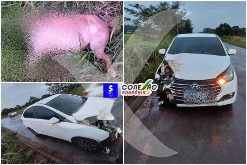 Motorista bateu em cavalo solto na pista na RO 010 nesta segunda-feira