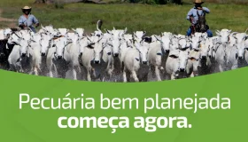 Pecuária bem planejada em 2026; Sicredi apoia produtores rurais com soluções...