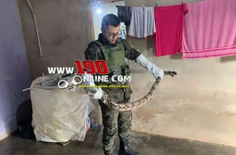 Polícia Militar Ambiental remove serpente de residência e garante segurança de moradores em Alta Floresta d´Oeste