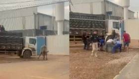VÍDEO: Boi foge de caminhão, invade BR-364 e morre após ser capturado em...