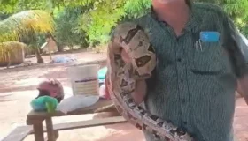 Jiboia de quase 2 metros é encontrada em galinheiro e morador a solta na...