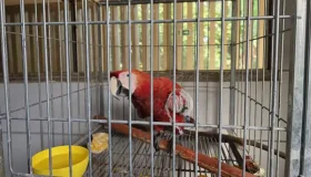 Arara vermelha é resgatada ferida na BR-364 em Rondônia
