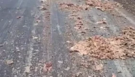 Caminhão de frigorífico derrama vísceras e sebo de animais na RO-383, entre...