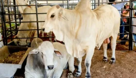 Governo de Rondônia reduz ICMS do gado para fortalecer cadeia da carne e...