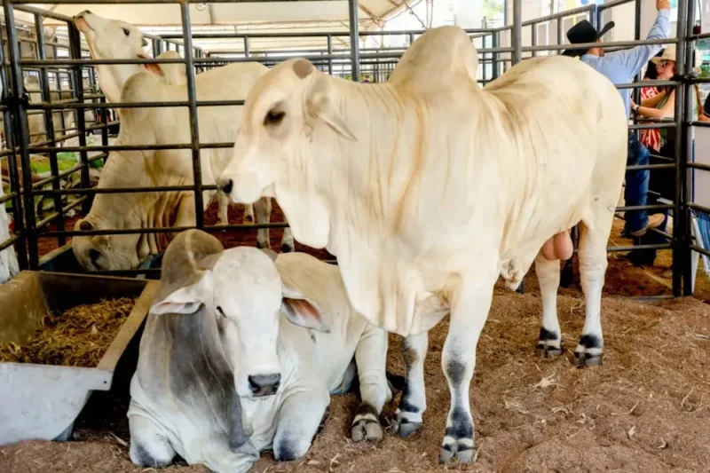 Governo de Rondônia reduz ICMS do gado para fortalecer cadeia da carne e ampliar competitividade do setor