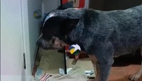 Homem que mutilou cachorro com roçadeira é preso preventivamente após...