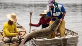 Pirarucu é classificado como invasor fora da área natural e Ibama libera...