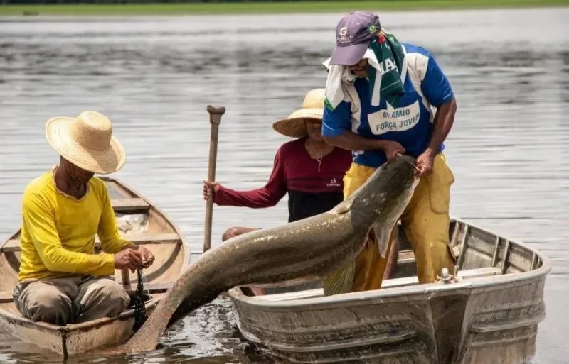 Pirarucu é classificado como invasor fora da área natural e Ibama libera pesca sem limite em região de rio de Rondônia
