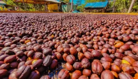 Produção de café em Rondônia se recupera e deve alcançar 2,7 milhões de...