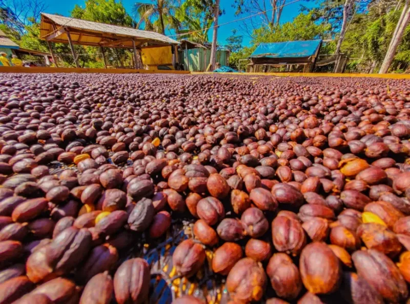 Produção de café em Rondônia se recupera e deve alcançar 2,7 milhões de sacas em 2026