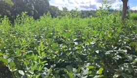 Abril Indígena: Aldeia Gamir em Rondônia recupera floresta com a Ecoporé