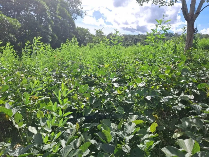 Espécies plantadas na Gamir, em Rondônia (Foto: Acervo Ecoporé)