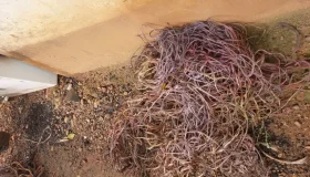 Cacoal: Suspeito conhecido como