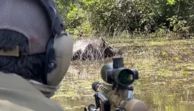 Justiça autoriza retomada do abate de búfalos invasores em áreas protegidas...