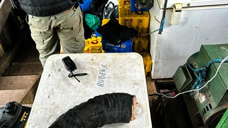 Foto 1 da matéria: Duas pessoas são presas pela PF com chifre de búfalo em operação contra crimes ambientais em São Francisco do Guaporé