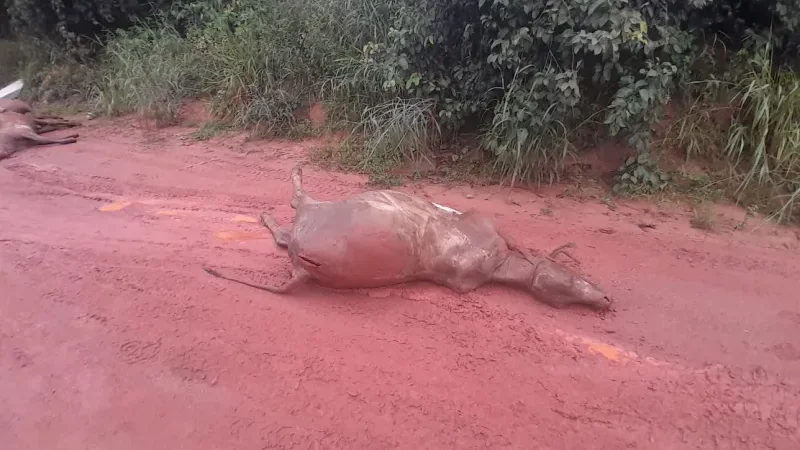Foto 3 da matéria: Rolim de Moura: Bezerros mortos são descartados em via pública e caso gera revolta