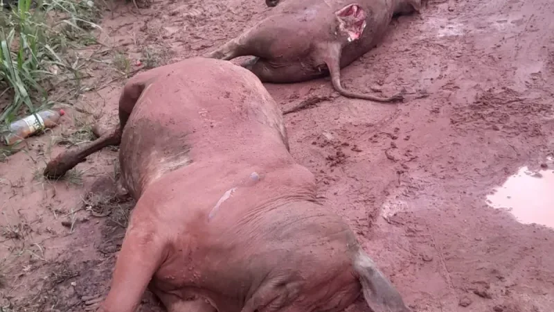 Foto 2 da matéria: Rolim de Moura: Bezerros mortos são descartados em via pública e caso gera revolta