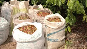 Governo do estado apresenta o alto nível do café Robusta Amazônico na 13ª...