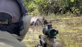 ICMBio retoma abate de búfalos invasores em áreas protegidas de Rondônia