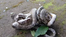 VÍDEO: cobras são flagradas