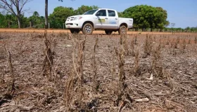 Início do vazio sanitário da soja começa nesta quarta-feira