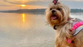 Lei permite que pets sejam enterrados junto com seus tutores em Rondônia