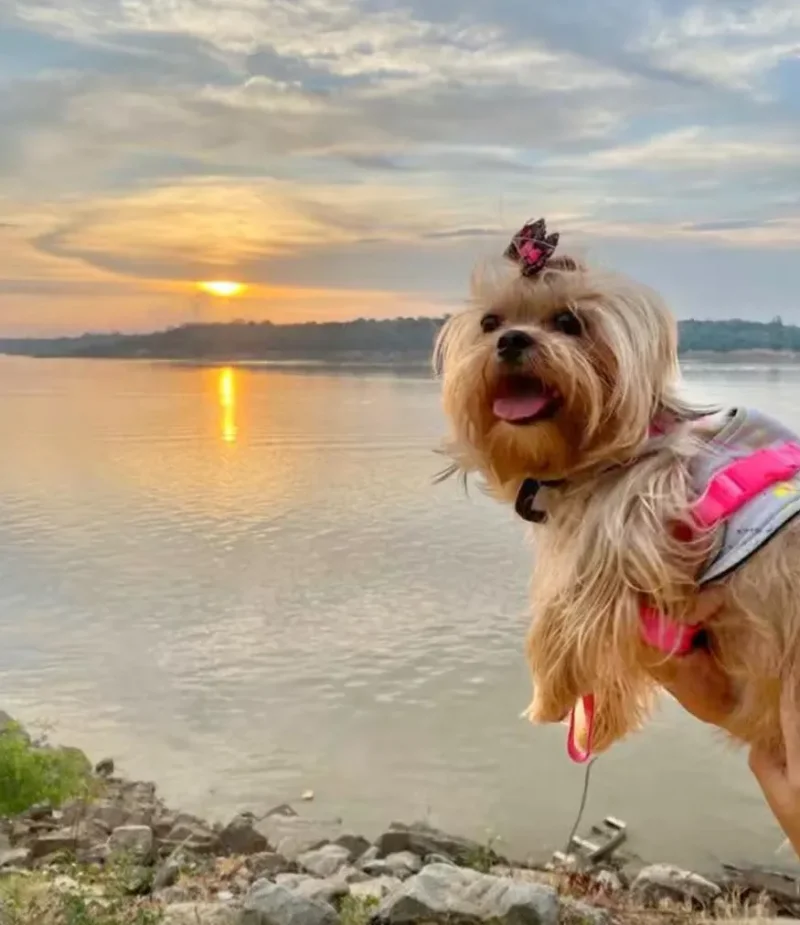 Lei permite que pets sejam enterrados junto com seus tutores em Rondônia