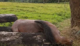 Operação da IDARON para contenção de doença em Costa Marques recebe apoio...