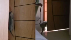 Câmera de segurança flagra momento em que gato abre maçaneta e entra em...