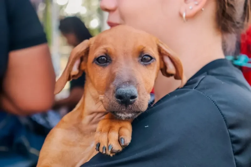 O recurso será utilizado para ampliar iniciativas de proteção, cuidado e saúde dos animais no município.