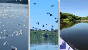 IMPACTO AMBIENTAL E ALIMENTAR: Mortandade de peixes volta a atingir o Lago do...