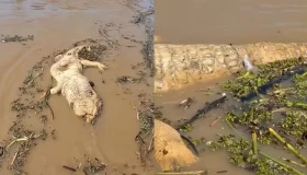 Vídeo mostra cardume de candirus devorando carcaça de jacaré no rio Madeira,...