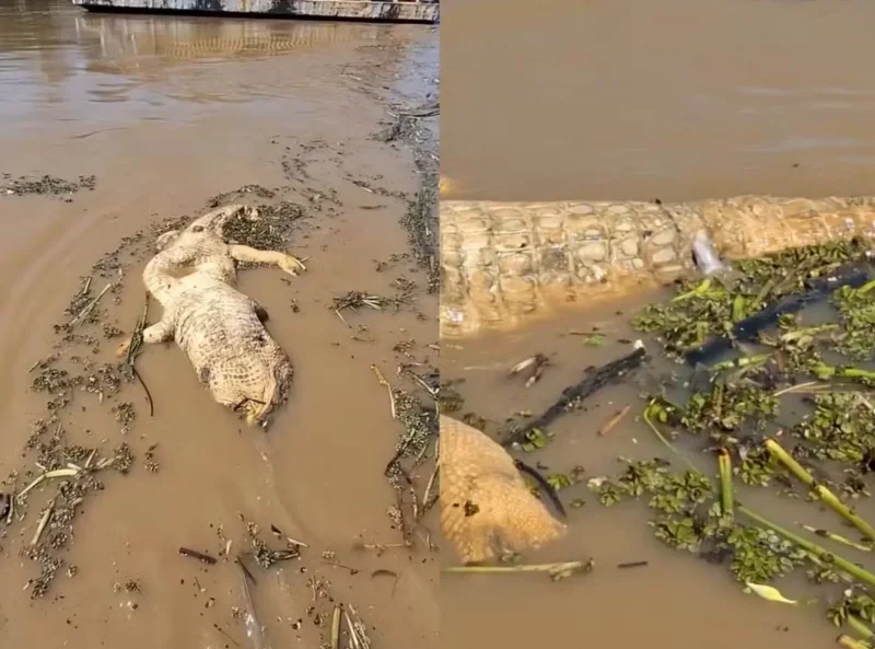 Vídeo mostra cardume de candirus devorando carcaça de jacaré no rio Madeira, em Rondônia