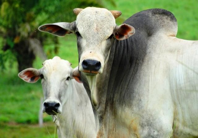 Nova técnica de inseminação aumenta em até 20% a prenhez de vacas