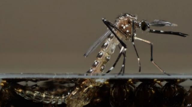 Dois casos de Chikungunya são registrados em Rolim de Moura