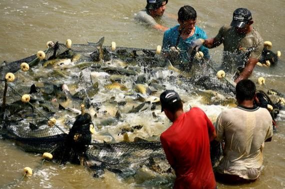 Rondônia tem expectativa de produzir 81 toneladas de pescado e faturar R$ 500 milhões em 2016