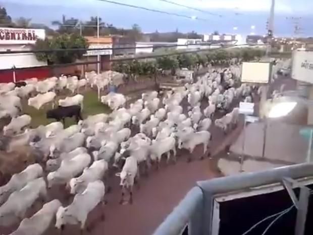 Vídeo de boiada andando em avenida de Alto Alegre viraliza na internet