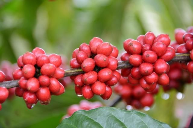 Café híbrido para Amazônia tem produtividade ótima em testes
