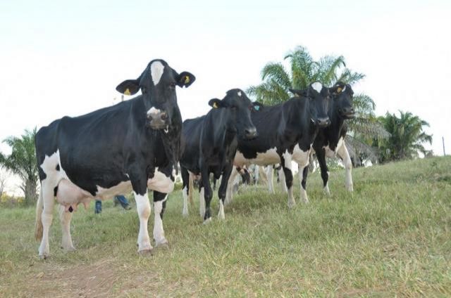 Agricultores familiares vão integrar ação para aumentar produção leiteira em 800 mil litros por dia em Rondônia