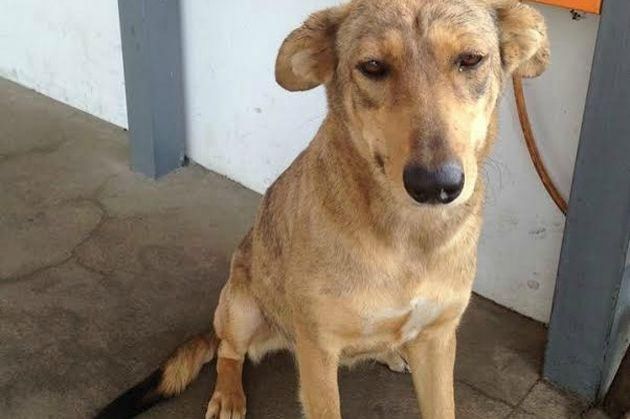 Funcionários de posto de SP procuram por donos de cadela perdida; Eles seriam de Rondônia