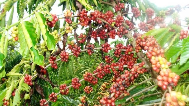 Produção de café, inhame e outras culturas serão incentivadas na 6ª Rondônia Rural Show