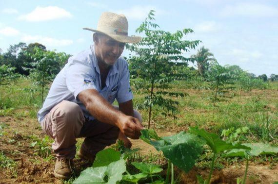 Opção de plantio de floresta na agricultura familiar será demonstrado durante a Rondônia Rural Show em Ji-Paraná